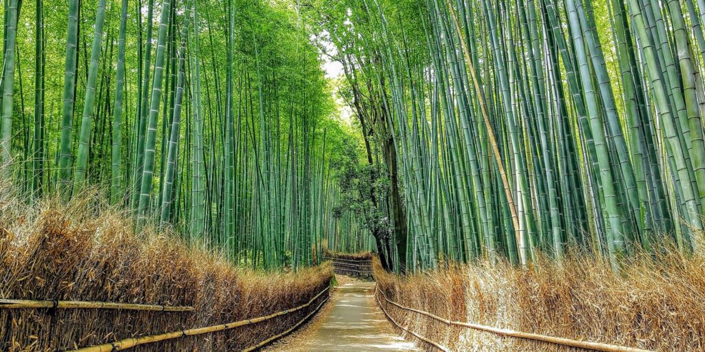 Arashiyama Bamboo Grove
