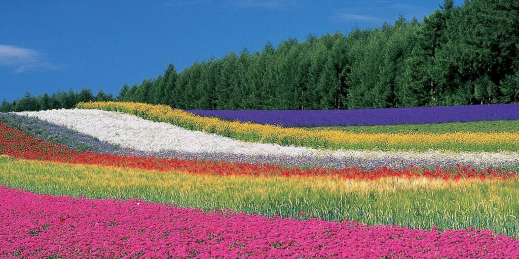 Farm Tomita