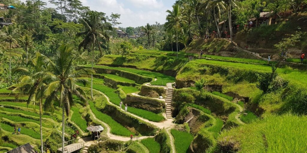 Tegallalang Rice Terrace