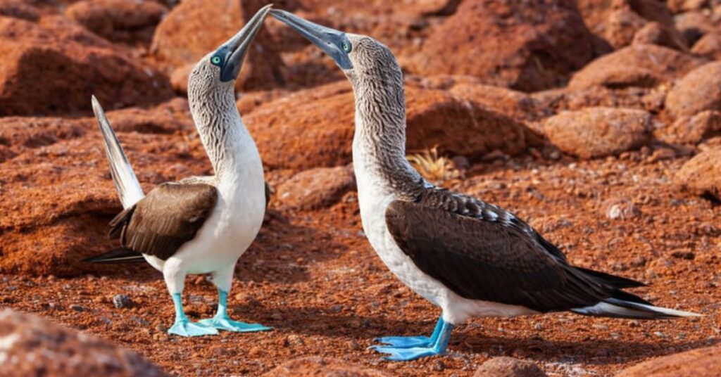 Galapagos6