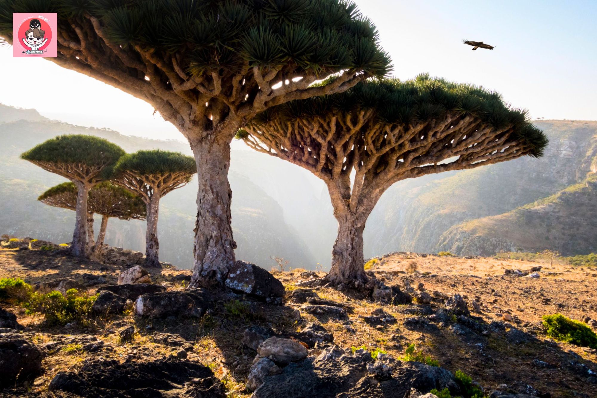 Socotra1