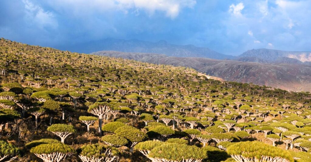 Socotra3
