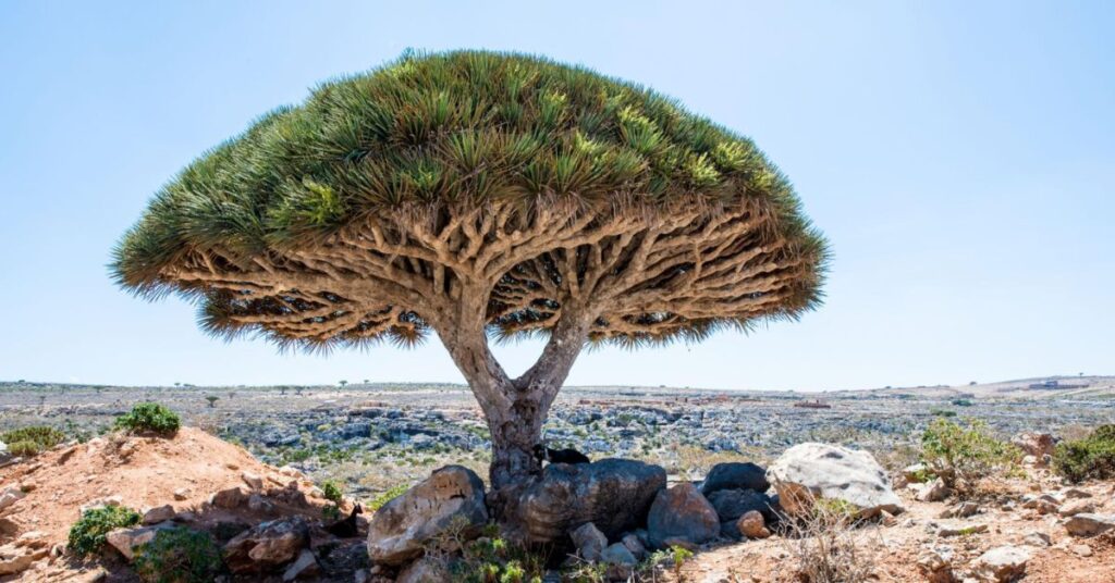 Socotra5